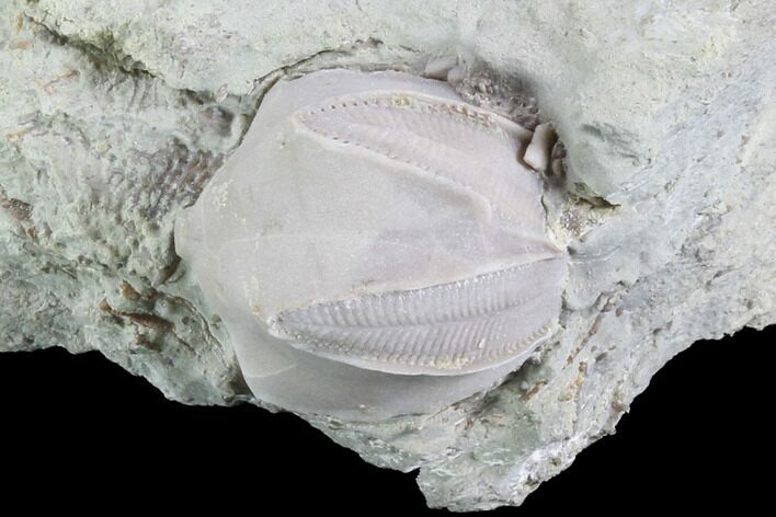 Blastoid (Pentremites) Fossil - Illinois #86452